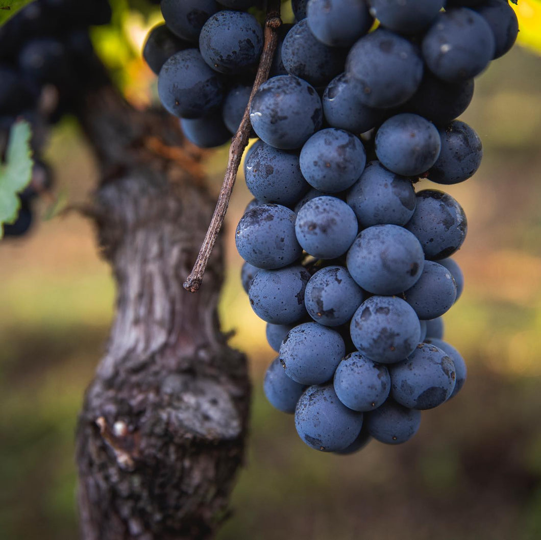 2018 Freisa di Chieri DOC, Superiore Vigna Villa della Regina