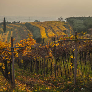 2015 Ambrosan, Amarone della Valpolicella DOCG